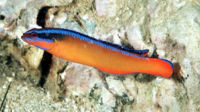 Pseudochromis aldabraensis3537.jpg