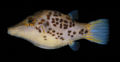 Canthigaster leoparda34537.jpg