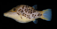 Canthigaster leoparda34537.jpg