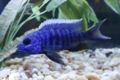 African Electric Blue Cichlid-3447.jpg