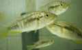 Astatotilapia calliptera.jpg