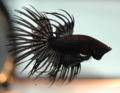 CT Black Orchid M betta-1874.jpg