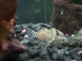 Corydoras agassizii-3551.jpg