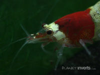 Luske Mening sagtmodighed Bee Shrimp (Caridina cantonensis sp.) - The Free Freshwater and Saltwater  Aquarium Encyclopedia Anyone Can Edit - The Aquarium Wiki