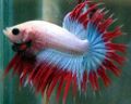 Betta splendens4.jpg