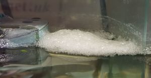 Bubble nest1.jpg