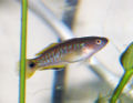 Female Peacock Gudgeon.jpg