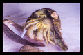 WhiteLegHermitCrab6.png