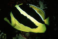 Chaetodon mitratus.jpg