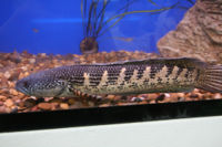 Golden Cobra Snakehead