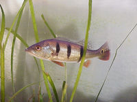 Cichla orinocensis.jpg