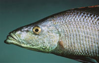 Dimidiochromiscompressiceps.jpg