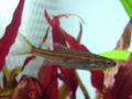 Rasbora pauciperforata-6618.jpg