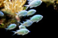 Greenchromis-6861.jpg