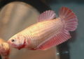 HMRedDragonFemaleBetta-3582.jpg