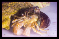 WhiteLegHermitCrab4.png