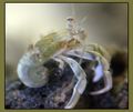 Hermit-Crab-White-Leg-Naked.jpg