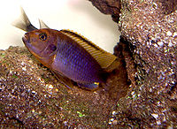 Iodotropheus sprengerae4564.jpg