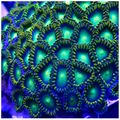 Zoanthids Green.jpg