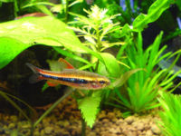 Black Morpho Tetra-4840.jpg