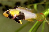 Apistogramma panduro 02.jpg