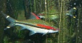 Red Line Torpedo Barb.jpg