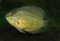 Uaru amphiacanthoides-4628.jpg