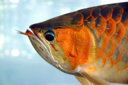 Asianarowana-superred.jpg