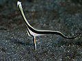 Equetus lanceolatus5678.jpg