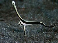 Equetus lanceolatus5678.jpg