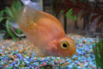 Bloodparrotcichlid-7585.jpg