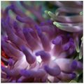 Anemone Condylactus.jpg