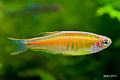 Danio choprae-6439.jpg