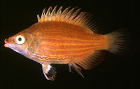 Pseudocheilinops ataenia6456.jpg