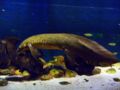 Queenslandlungfish-397.jpg