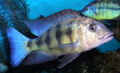 Fossorochromis rostratus-3349.jpg