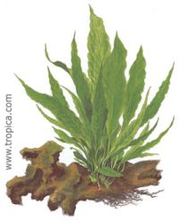 Fern, Wiki
