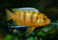 Pseudotropheus lombardoi 3.jpg