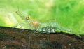 Ghostshrimp.jpg