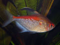 Hyphessobrycon pyrrhonotus00234.jpg