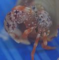 Polkadot-orangeclaw crab-3.jpg