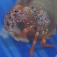 Polkadot-orangeclaw crab-3.jpg
