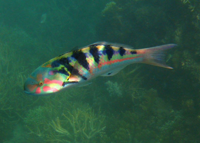 File:Thalassoma hardwicke-5498.jpg