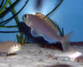 Xenotilapia Flavipinnis Bulombora-2767.jpg