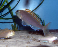 Xenotilapia Flavipinnis Bulombora-2767.jpg