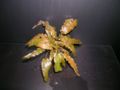 Cryptocoryne wendtii- from Tropica farm.jpg