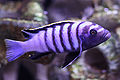 Cynotilapia afra (Minos Reef)-1969.jpg