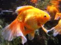 Veiltailgoldfish-4512.jpg