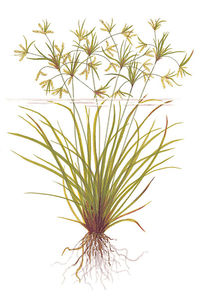 Cyperus helferi.jpg