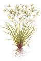 Cyperus helferi.jpg